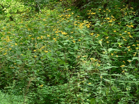 {Helianthus strumosus}